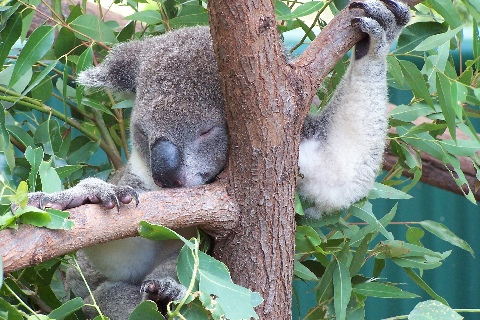 Koala